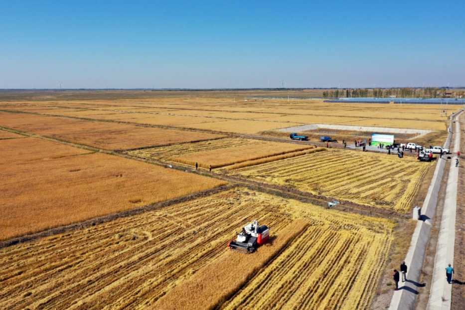 88.png 中央一號文件里的內(nèi)蒙古實(shí)踐種業(yè)振興篇相關(guān)圖片