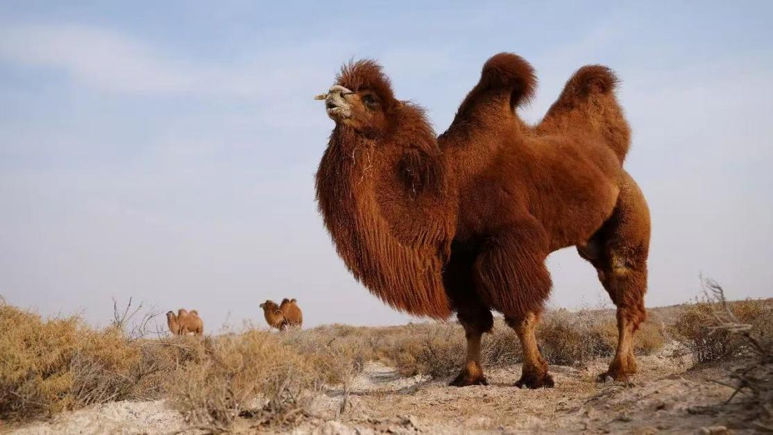 A11.png 中央一號文件里的內(nèi)蒙古實(shí)踐種業(yè)振興篇相關(guān)圖片