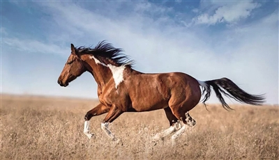 55.png 中央一號文件里的內(nèi)蒙古實(shí)踐種業(yè)振興篇相關(guān)圖片