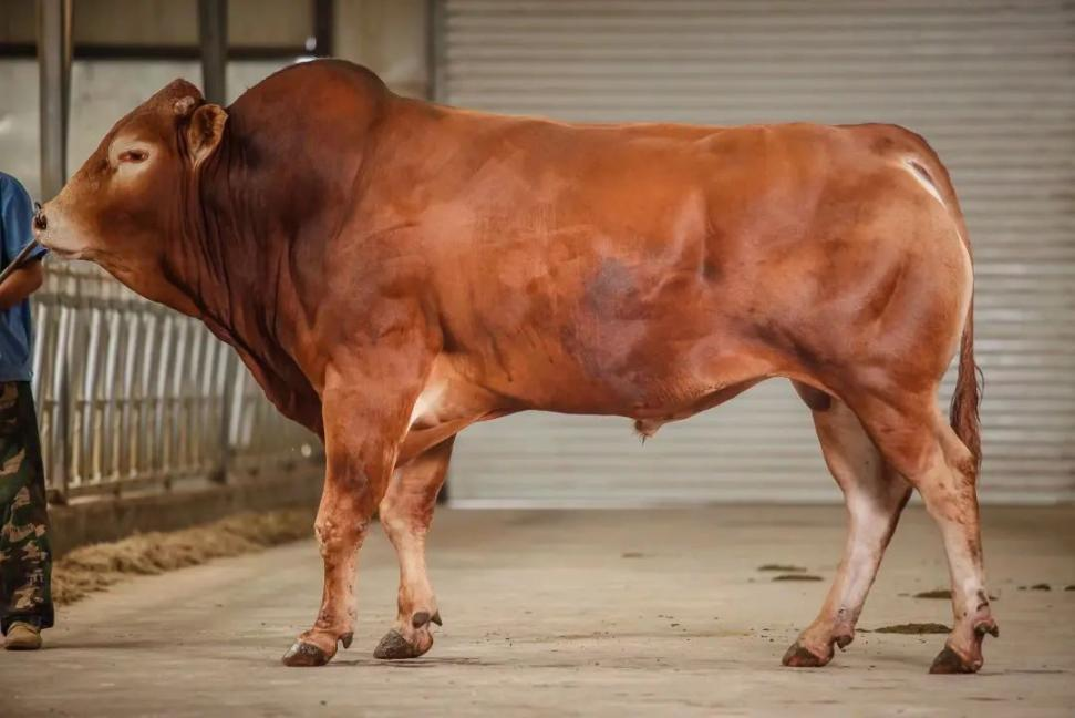 33.png 中央一號文件里的內(nèi)蒙古實(shí)踐種業(yè)振興篇相關(guān)圖片